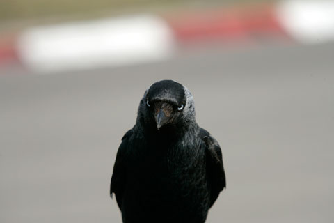 vogel vogel