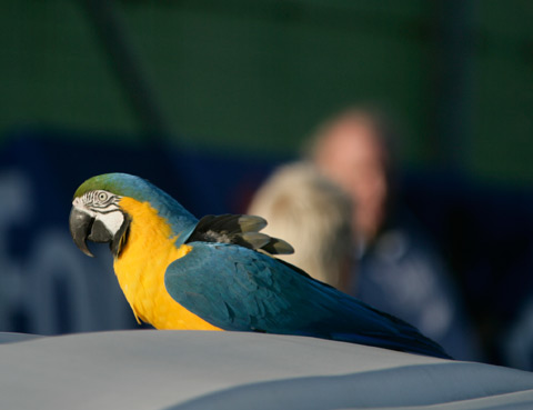 480_papagaai_9045
