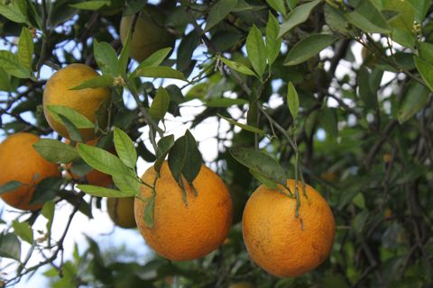 Sebring_groeten_sinaasappels