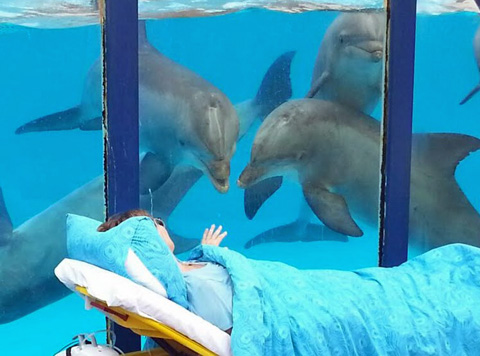 saw dolfinarium