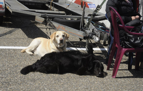 honden