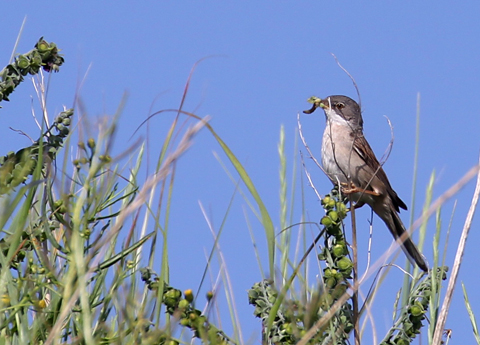 vogeltje