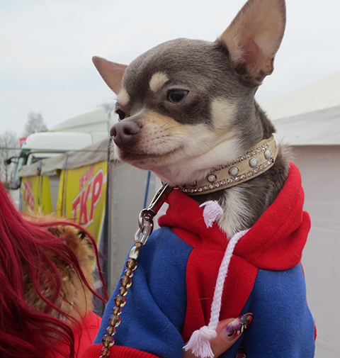 gu landsard dog