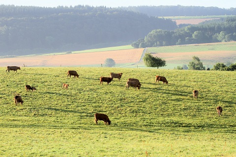 2016 Landschap 1