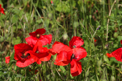 bloemen-1191