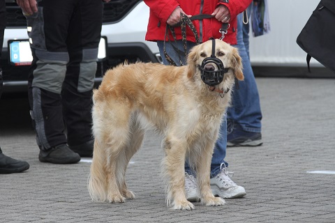 2019 Hond
