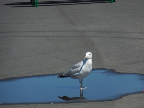 DSCN3714