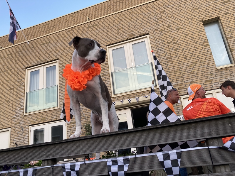 hond