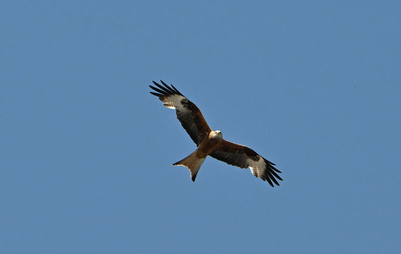 vogel DSC 3592