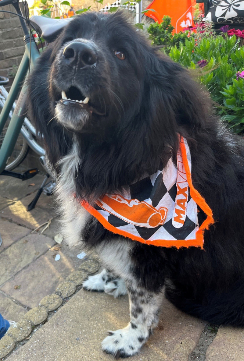 hond
